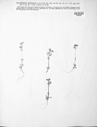 Microbotryum duriaeanum image